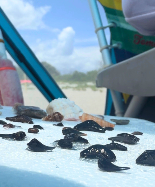 Shark Teeth at Caspersen Beach