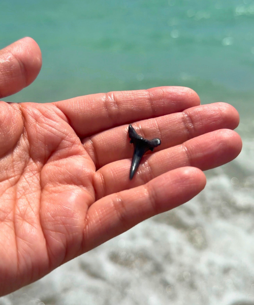 Shark Teeth at Caspersen Beach